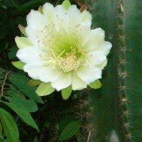Cereus repandus (L.) Mill.